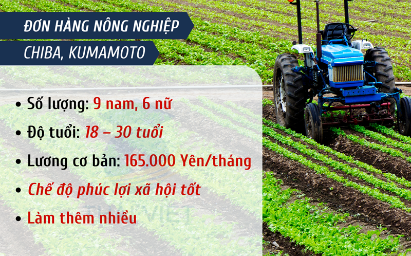 ĐƠN HÀNG NÔNG NGHIỆP CHO NAM NỮ TẠI  CHIBA